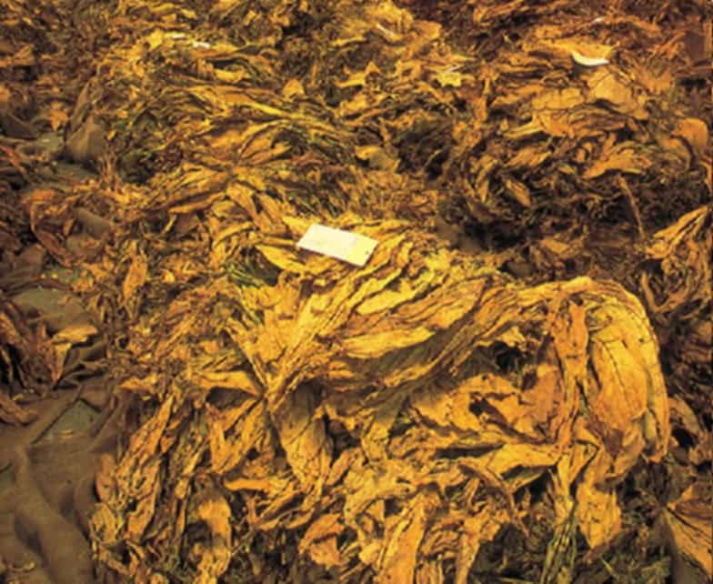 Fermented tobacco leaves achieving a rich brown color
